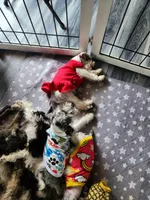 Bandana , a male Miniature Schnauzer for sale in Kansas City, MO – 10 of 10