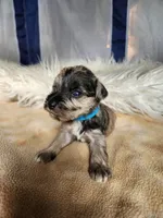 Timber , a male Miniature Schnauzer for sale in Kansas City, MO – Photo 5 of 10