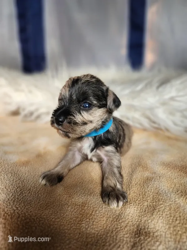 Timber  – Miniature Schnauzer puppy for sale in Kansas City, MO