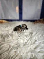 Timber , a male Miniature Schnauzer for sale in Kansas City, MO – Photo 10 of 10