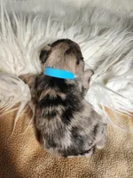 Timber , a male Miniature Schnauzer for sale in Kansas City, MO – Photo 3 of 10