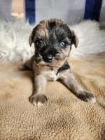 Timber , a male Miniature Schnauzer for sale in Kansas City, MO – Photo 4 of 10