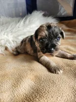 Timber , a male Miniature Schnauzer for sale in Kansas City, MO – Photo 8 of 10