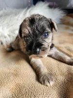 Timber , a male Miniature Schnauzer for sale in Kansas City, MO – Photo 1 of 10