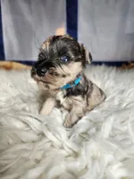 Timber , a male Miniature Schnauzer for sale in Kansas City, MO – Photo 9 of 10