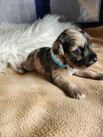 Timber , a male Miniature Schnauzer for sale in Kansas City, MO – Photo 2 of 10