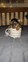 Princess , a female Yorkshire Terrier for sale in Springfield, MO – 4 of 10