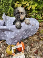 Misha , a male Miniature Schnauzer for sale in Kansas City, MO – 7 of 10
