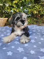 Apollo , a female Miniature Schnauzer for sale in Kansas City, MO – 7 of 10