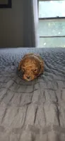 Butterbean, a male Cavapoo for sale in Kansas City, MO – 9 of 10