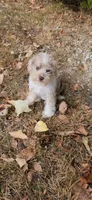 Niko, a male Miniature Schnauzer for sale in Kansas City, MO – 7 of 10