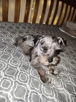 Stormy , a female Miniature Schnauzer for sale in Kansas City, MO – 3 of 10