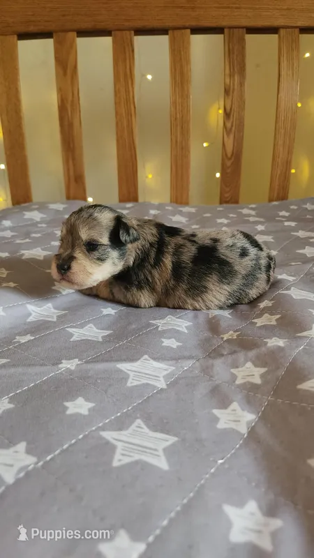 Brook – Miniature Schnauzer puppy for sale in Kansas City, MO