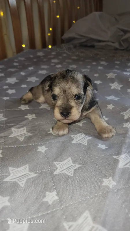 Brook – Miniature Schnauzer puppy for sale in Kansas City, MO