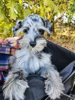 Bonnie, a female Miniature Schnauzer for sale in Springfield, MO – 6 of 10