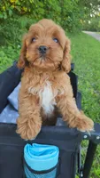 Bear , a male Cavapoo for sale in Kansas City, MO – 5 of 9
