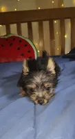 Elio, a male Yorkshire Terrier for sale in Kansas City, MO – 2 of 4