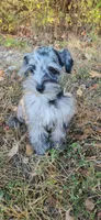 Bonnie, a female Miniature Schnauzer for sale in Springfield, MO – 10 of 10