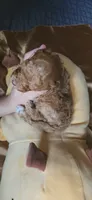 Butterbean, a male Cavapoo for sale in Kansas City, MO – 3 of 10