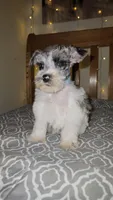 Ridge , a male Miniature Schnauzer for sale in Kansas City, MO – 5 of 10