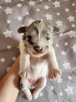 Chloe, a female Miniature Schnauzer for sale in Kansas City, MO – Photo 6 of 10