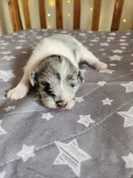 Chloe, a female Miniature Schnauzer for sale in Kansas City, MO – Photo 10 of 10