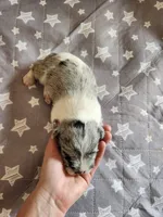 Chloe, a female Miniature Schnauzer for sale in Kansas City, MO – Photo 8 of 10