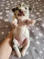 Chloe, a female Miniature Schnauzer for sale in Kansas City, MO – Photo 9 of 10