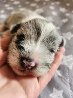 Chloe, a female Miniature Schnauzer for sale in Kansas City, MO – Photo 2 of 10