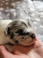 Chloe, a female Miniature Schnauzer for sale in Kansas City, MO – Photo 5 of 10