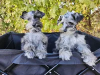 Bluebella , a female Miniature Schnauzer for sale in Springfield, MO – 4 of 7