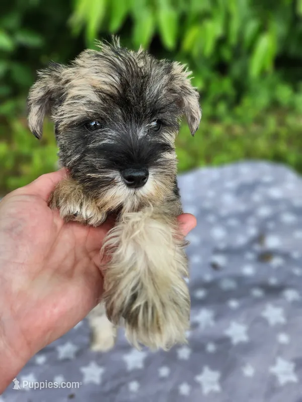 Timber  – Miniature Schnauzer puppy for sale in Kansas City, MO