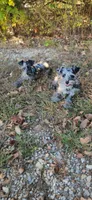 Bluebella , a female Miniature Schnauzer for sale in Springfield, MO – 3 of 7