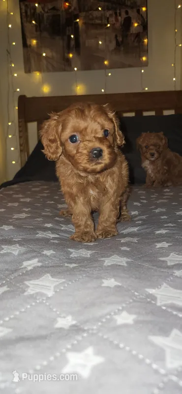 Biscoff – Cavapoo puppy for sale in Kansas City, MO
