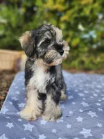 Apollo , a female Miniature Schnauzer for sale in Kansas City, MO – 9 of 10