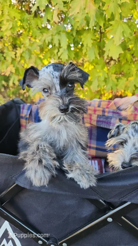 Bluebella  – Miniature Schnauzer puppy for sale in Springfield, MO