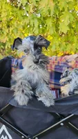 Bluebella , a female Miniature Schnauzer for sale in Springfield, MO – 1 of 7