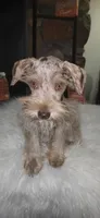 Minky , a female Miniature Schnauzer for sale in Springfield, MO – 6 of 7