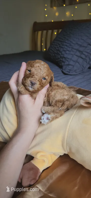 Butterbean – Cavapoo puppy for sale in Kansas City, MO