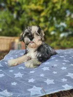 Apollo , a female Miniature Schnauzer for sale in Kansas City, MO – 8 of 10