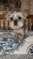 Tiny Timmy , a male Yorkshire Terrier for sale in Kansas City, MO – 4 of 9
