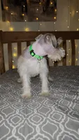 Bandana , a male Miniature Schnauzer for sale in Kansas City, MO – 3 of 7