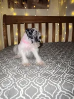Ivy , a female Miniature Schnauzer for sale in Kansas City, MO – 8 of 9
