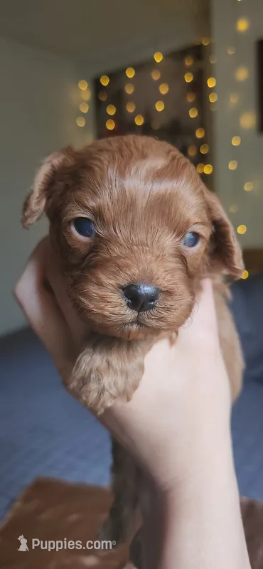Biscoff – Cavapoo puppy for sale in Kansas City, MO