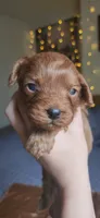 Biscoff, a male Cavapoo for sale in Kansas City, MO – 1 of 10