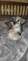 Apollo , a male Miniature Schnauzer for sale in Springfield, MO – 2 of 10