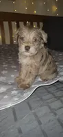 Minky, a female Miniature Schnauzer for sale in Kansas City, MO – 9 of 10