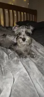 Blaze , a male Miniature Schnauzer for sale in Springfield, MO – 3 of 10