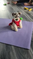Bandana , a male Miniature Schnauzer for sale in Kansas City, MO – 7 of 10