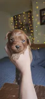 Biscoff, a male Cavapoo for sale in Kansas City, MO – 9 of 10